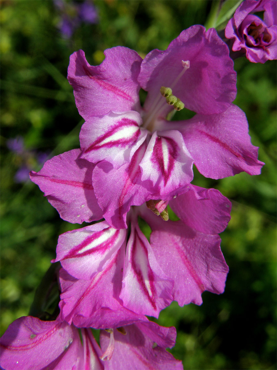 Mečík střechovitý (Gladiolus imbricatus L.)