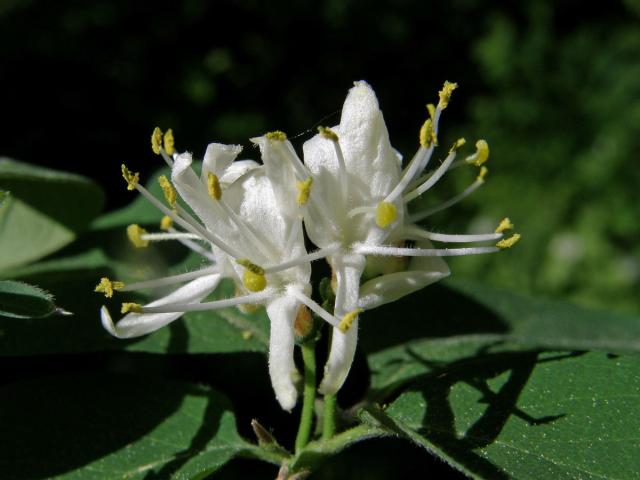 Zimolez obyčejný (Lonicera xylosteum L.)