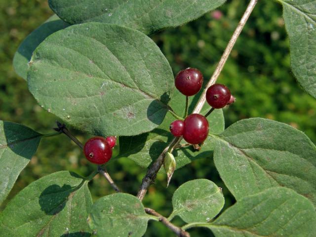 Zimolez obyčejný (Lonicera xylosteum L.)