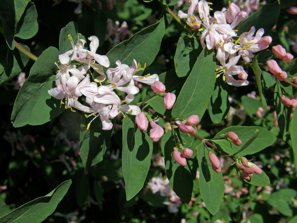 Zimolez tatarský (Lonicera tatarica L.)