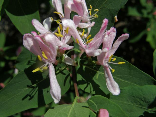 Zimolez tatarský (Lonicera tatarica L.)