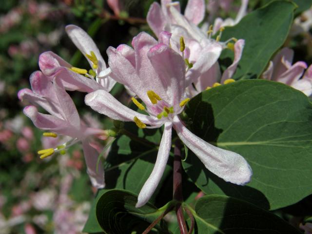 Zimolez tatarský (Lonicera tatarica L.)