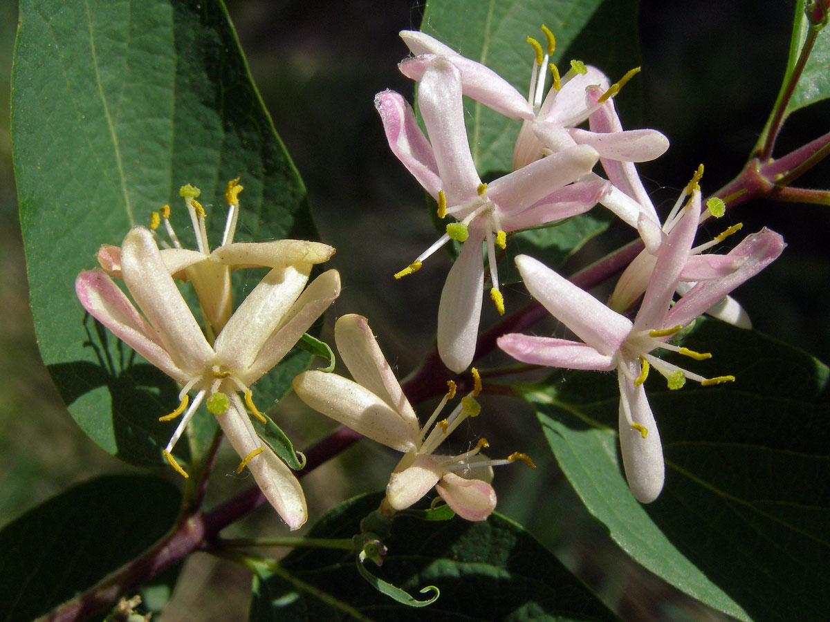 Zimolez tatarský (Lonicera tatarica L.)