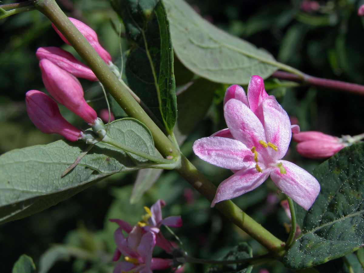 Zimolez tatarský (Lonicera tatarica L.)