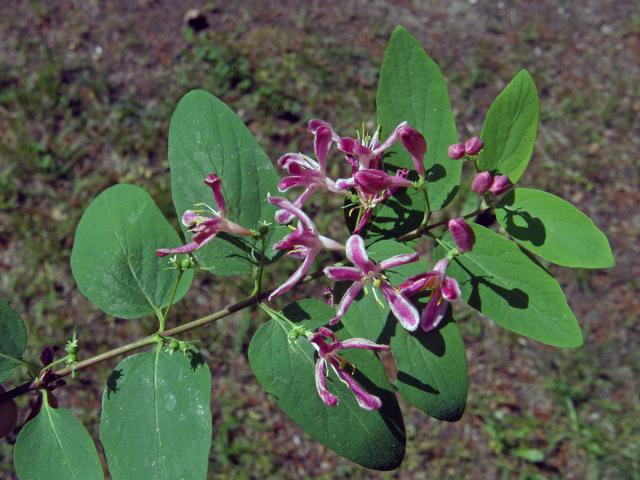 Zimolez tatarský (Lonicera tatarica L.)