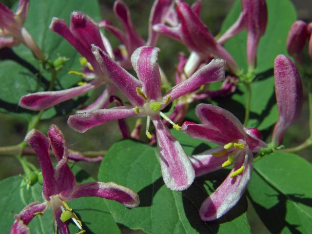 Zimolez tatarský (Lonicera tatarica L.)