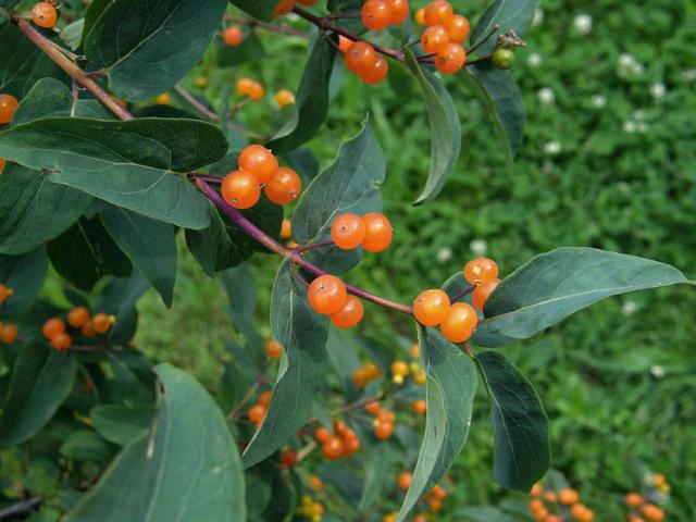 Zimolez tatarský (Lonicera tatarica L.)