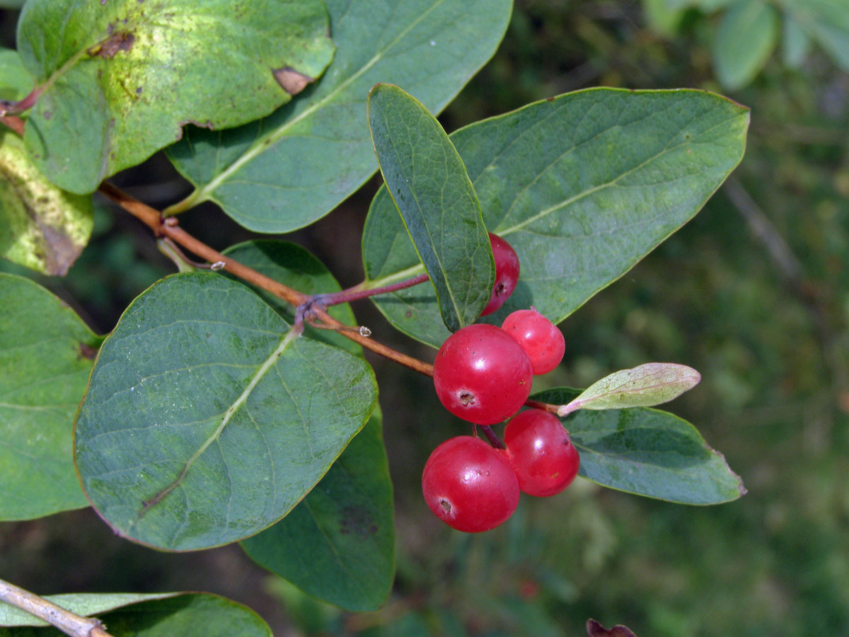 Zimolez tatarský (Lonicera tatarica L.)