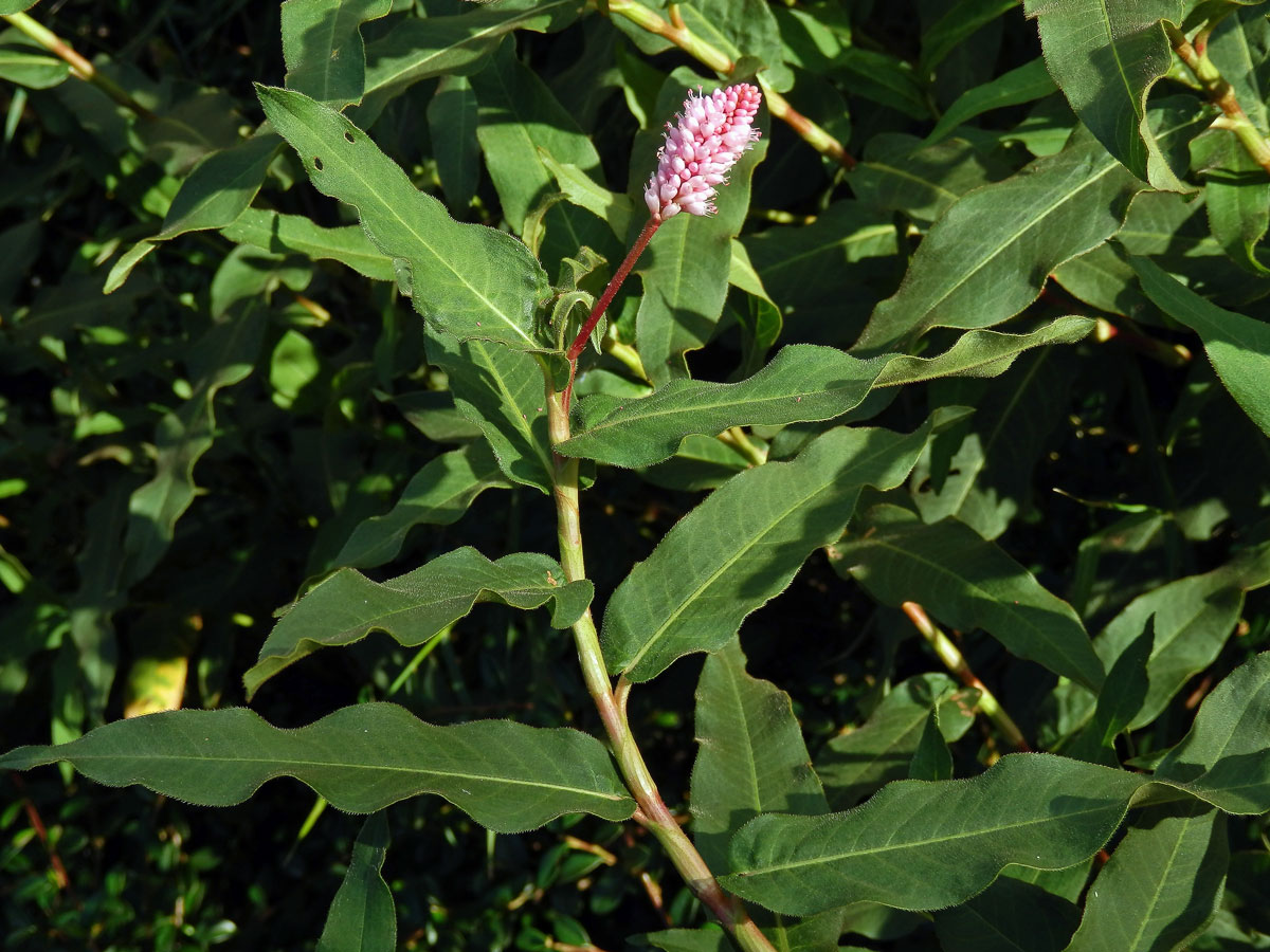 Rdesno obojživelné (Bistorta amphibia (L.) Delarbre)