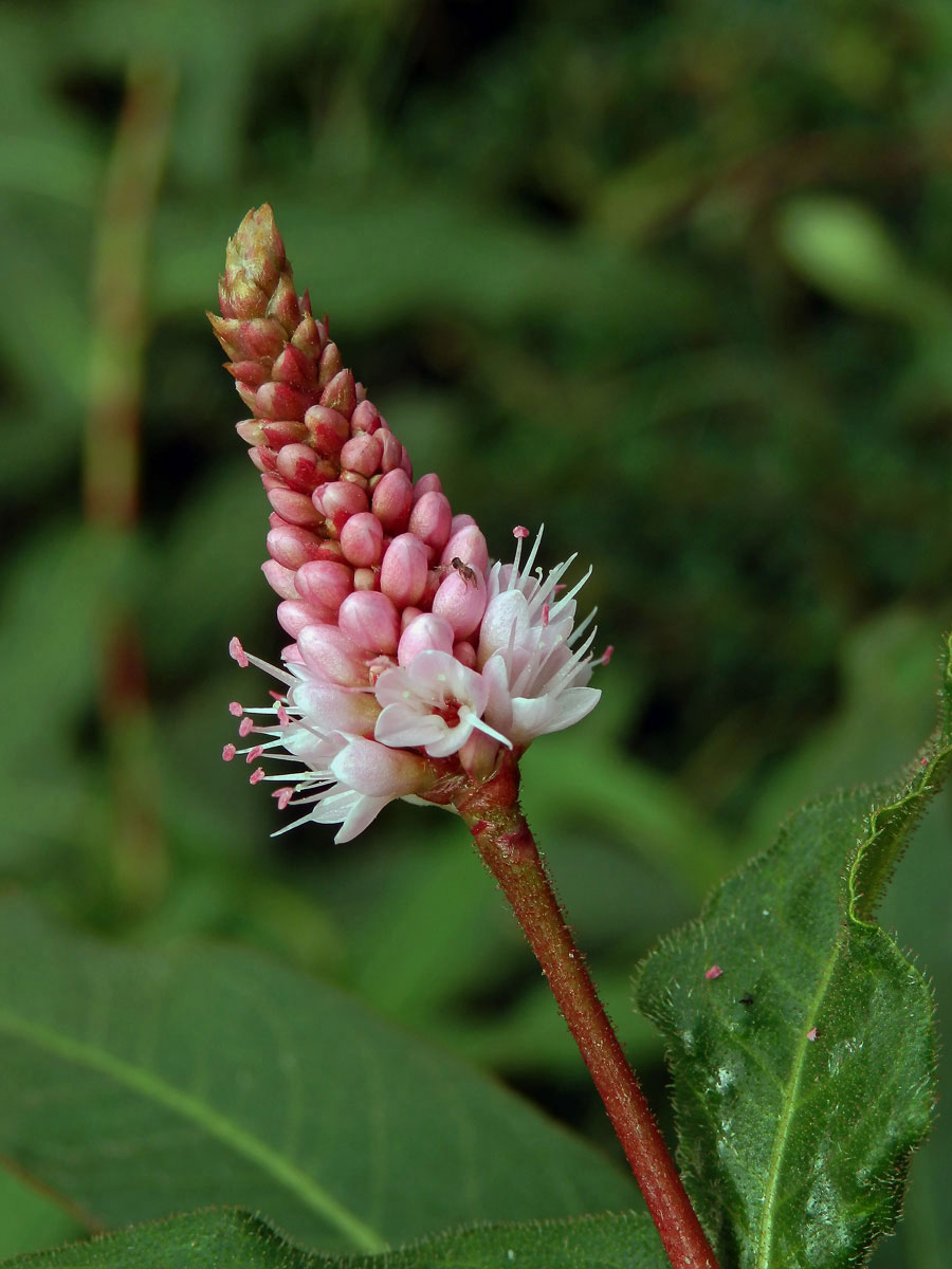 Rdesno obojživelné (Bistorta amphibia (L.) Delarbre)