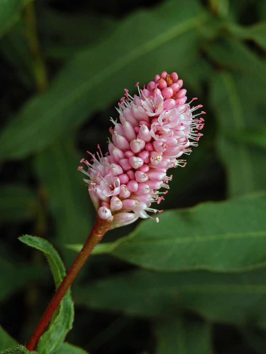 Rdesno obojživelné (Bistorta amphibia (L.) Delarbre)