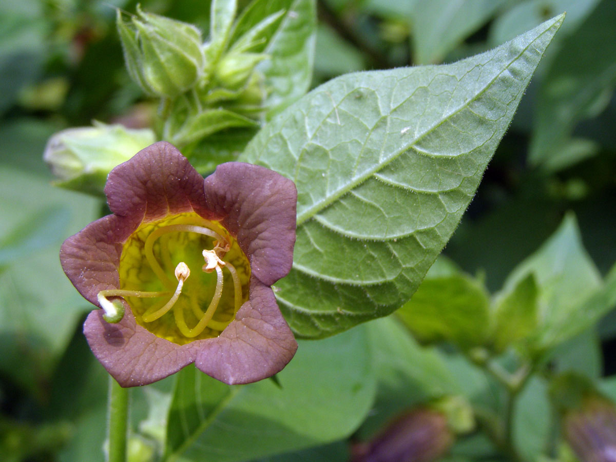 Rulík zlomocný (Atropa bella-donna L.)