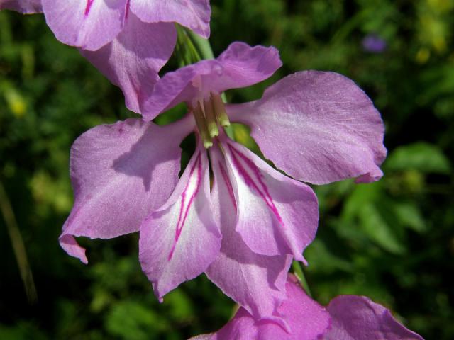 Mečík střechovitý (Gladiolus imbricatus L.)