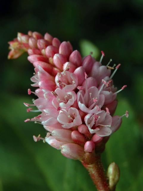 Rdesno obojživelné (Bistorta amphibia (L.) Delarbre)