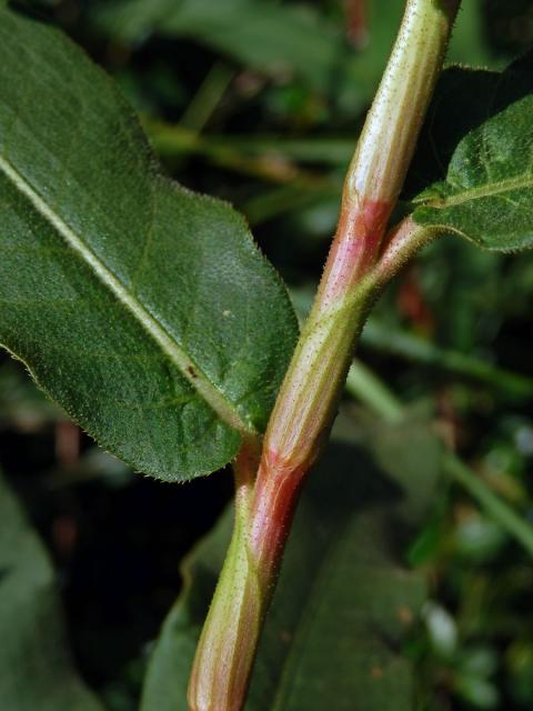 Rdesno obojživelné (Bistorta amphibia (L.) Delarbre)