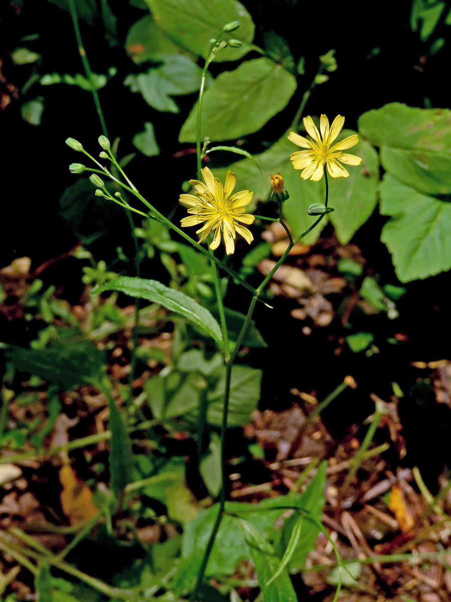 Kapustka obecná (Lapsana communis L.)