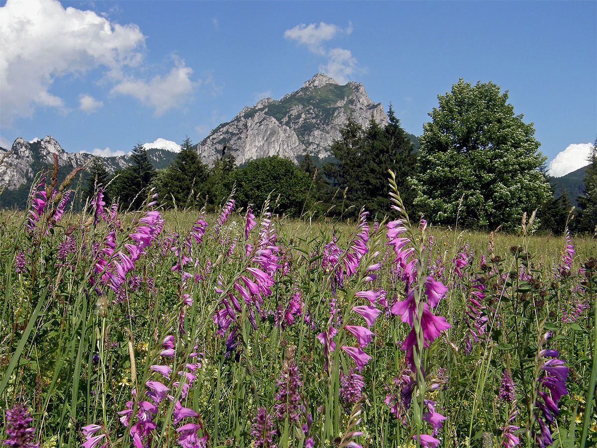 Mečík střechovitý (Gladiolus imbricatus L.)