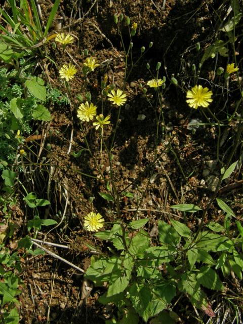 Kapustka obecná (Lapsana communis L.)