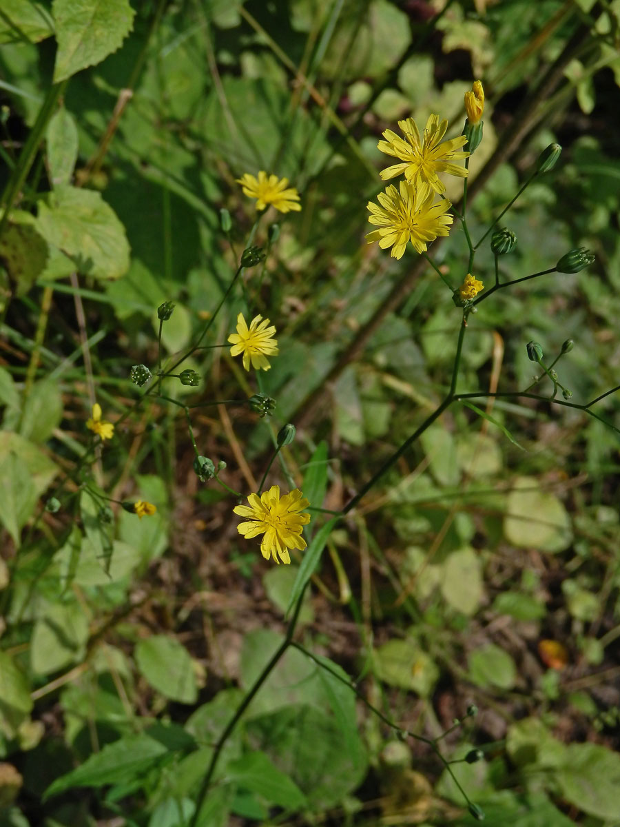 Kapustka obecná (Lapsana communis L.)