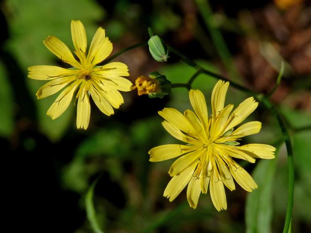 Kapustka obecná (Lapsana communis L.)