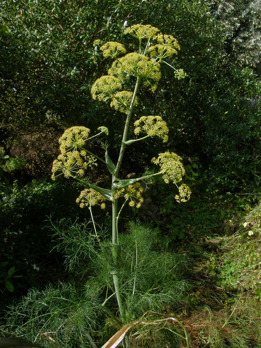 Ločidlo (Ferula communis L.)