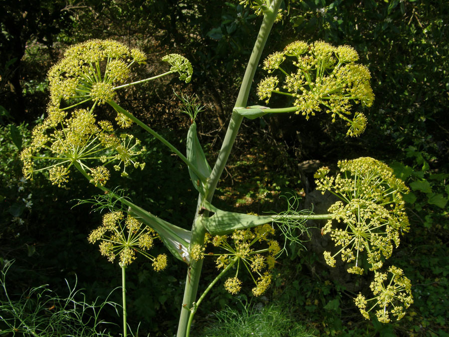 Ločidlo (Ferula communis L.)