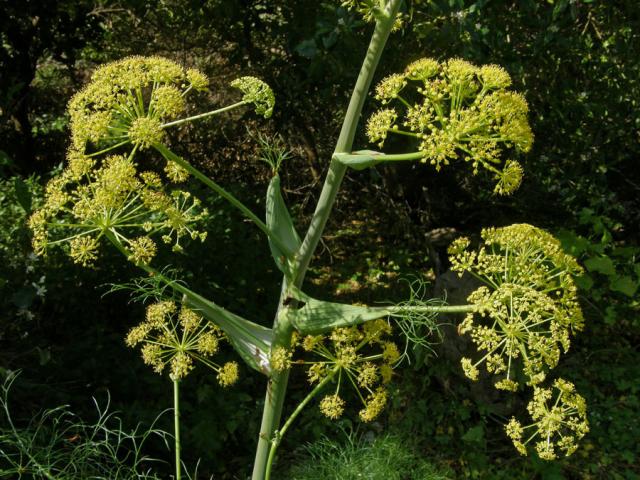 Ločidlo (Ferula communis L.)