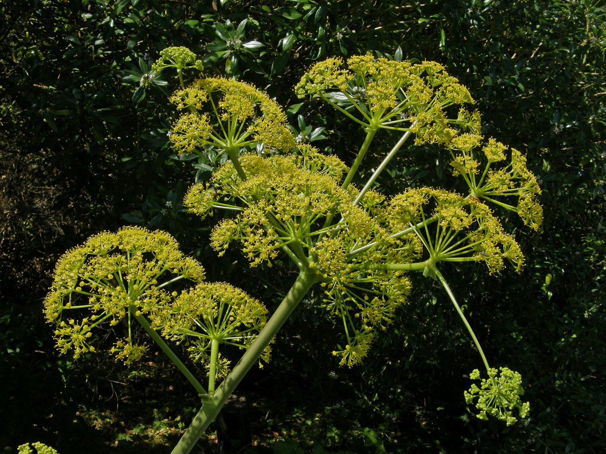 Ločidlo (Ferula communis L.)