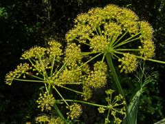 Ločidlo (Ferula communis L.)