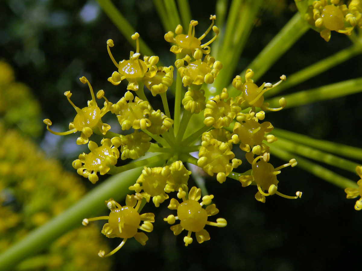 Ločidlo (Ferula communis L.)