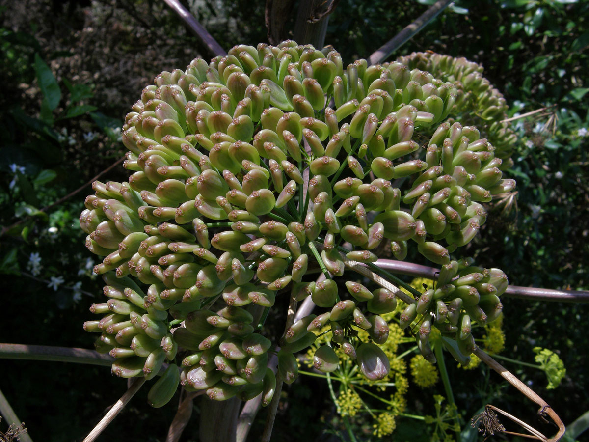 Ločidlo (Ferula communis L.)