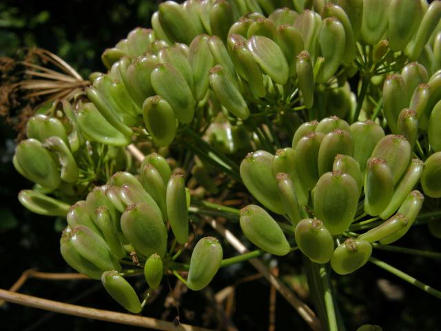 Ločidlo (Ferula communis L.)