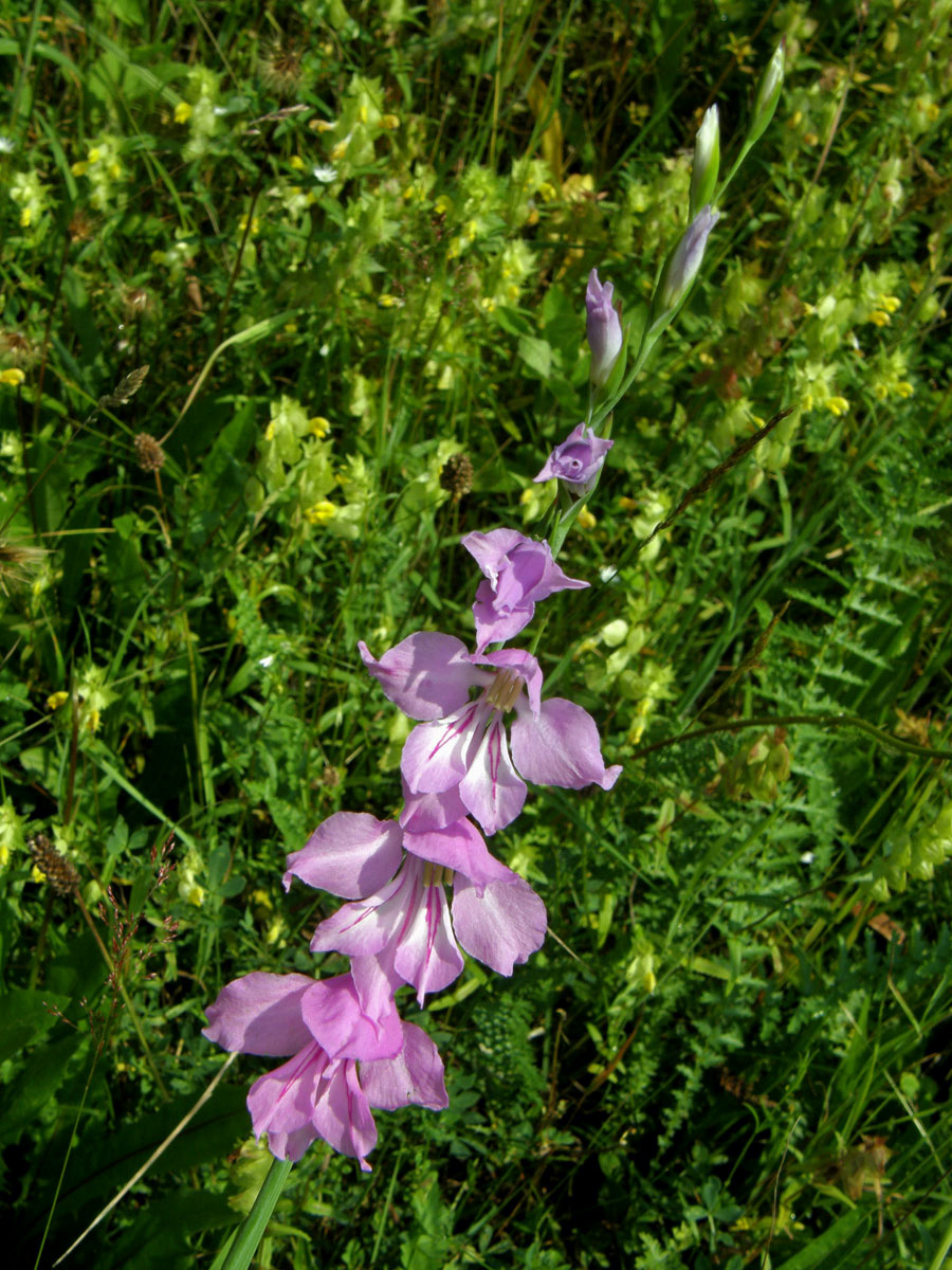 Mečík střechovitý (Gladiolus imbricatus L.)