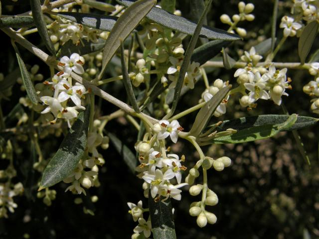 Olivovník evropský (Olea europea L.)