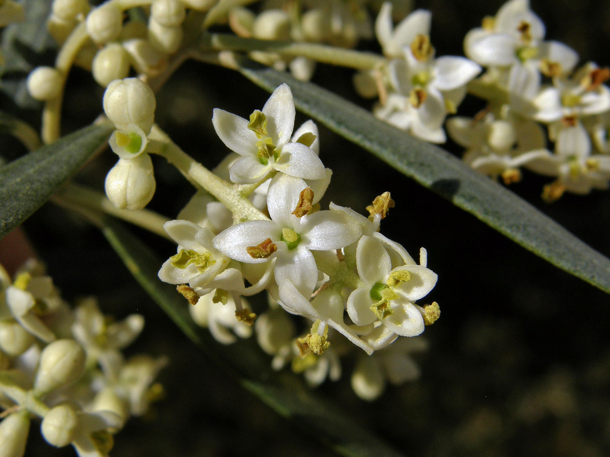 Olivovník evropský (Olea europea L.)