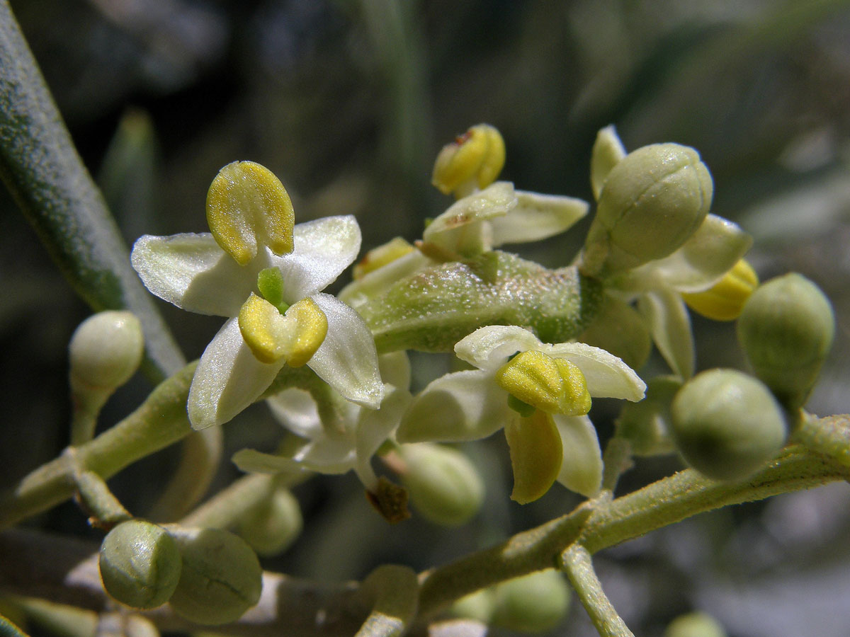 Olivovník evropský (Olea europea L.)