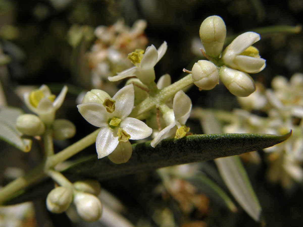 Olivovník evropský (Olea europea L.)