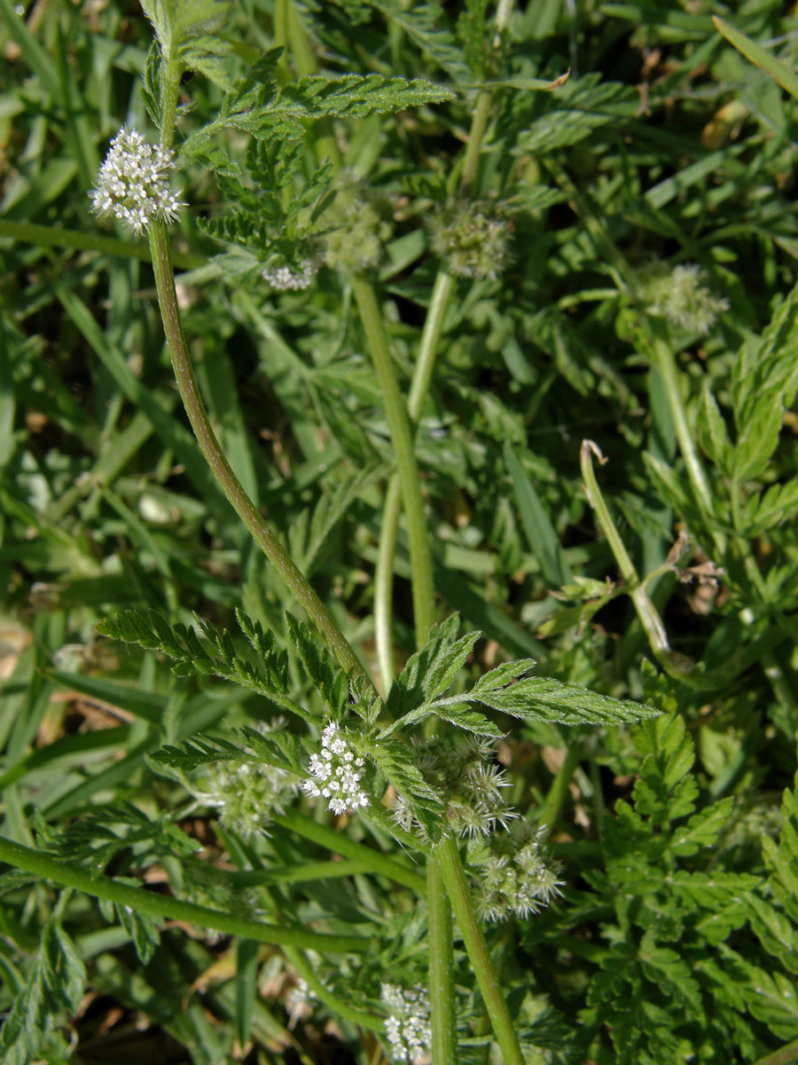 Tořice (Torilis nodosa (L.) Gaertn.)