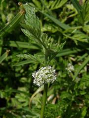 Tořice (Torilis nodosa (L.) Gaertn.)