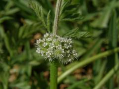 Tořice (Torilis nodosa (L.) Gaertn.)