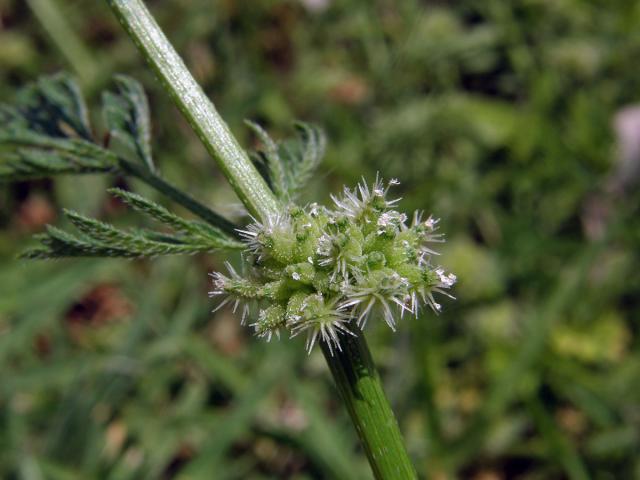 Tořice (Torilis nodosa (L.) Gaertn.)