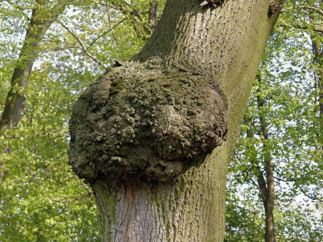 Javor mléč (Acer platanoides L.) s nádorem na kmeni (3)