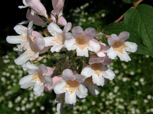 Kolkwitzie krásná (Kolkwitzia amabilis Graebner)