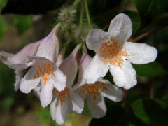 Kolkwitzie krásná (Kolkwitzia amabilis Graebner)