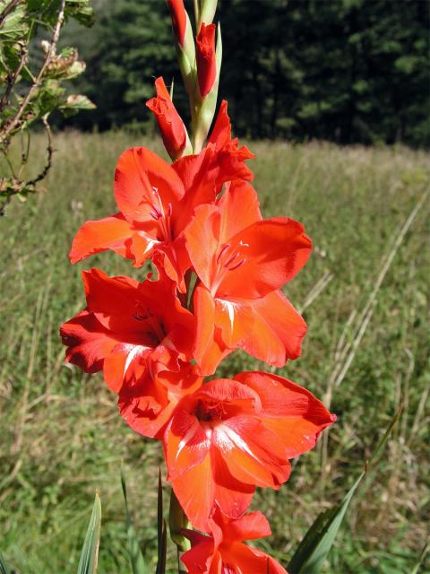 Mečík křížený (Gladiolus hybridus hort.)