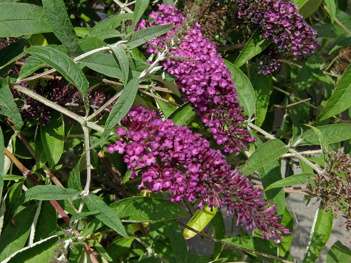 Komule Davidova (Buddleja davidii Franchet)