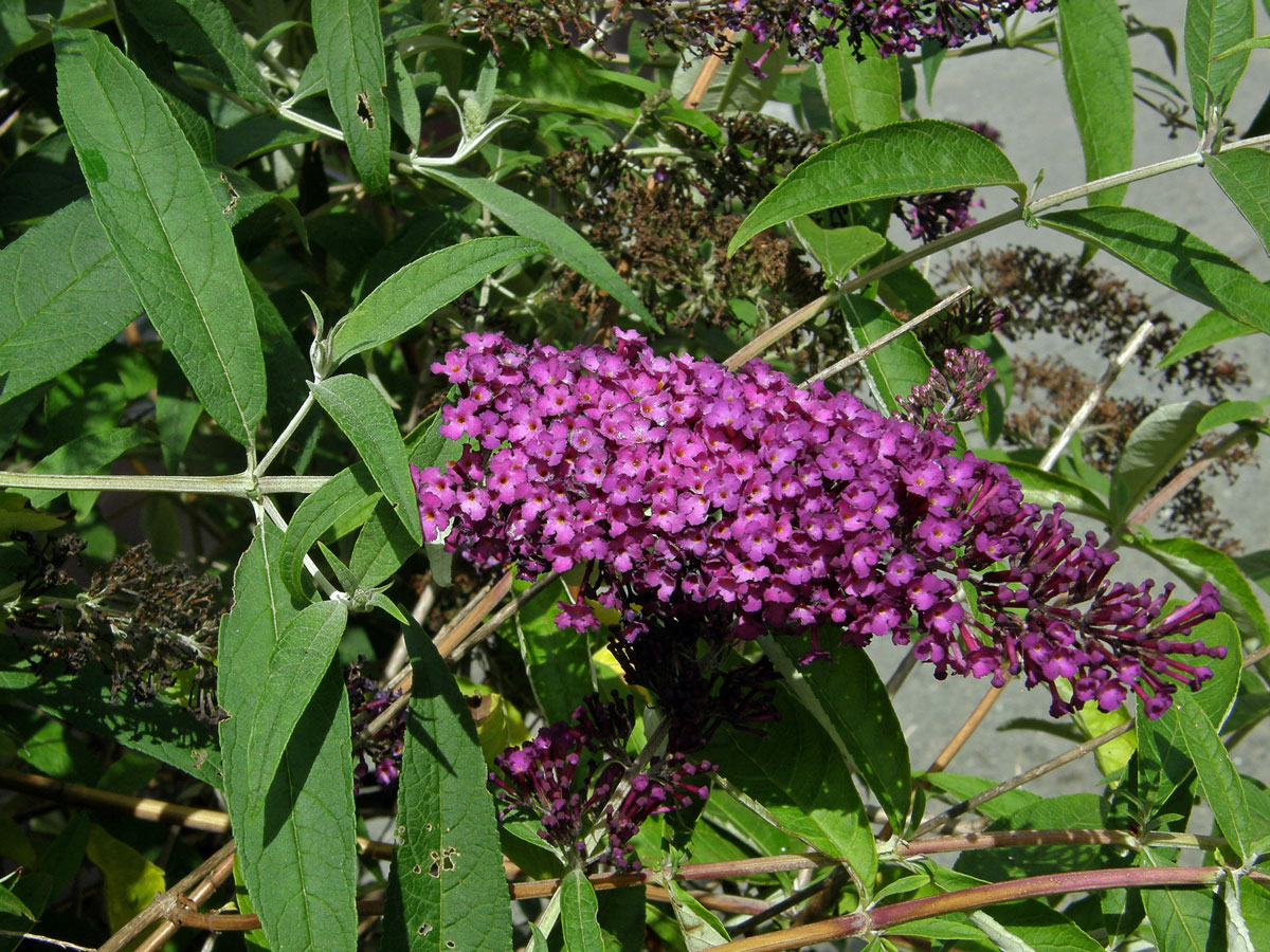 Komule Davidova (Buddleja davidii Franchet)