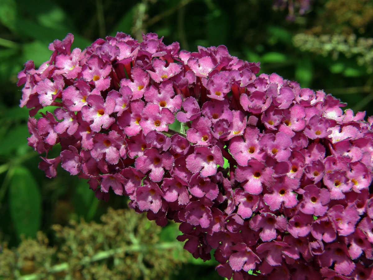 Komule Davidova (Buddleja davidii Franchet)