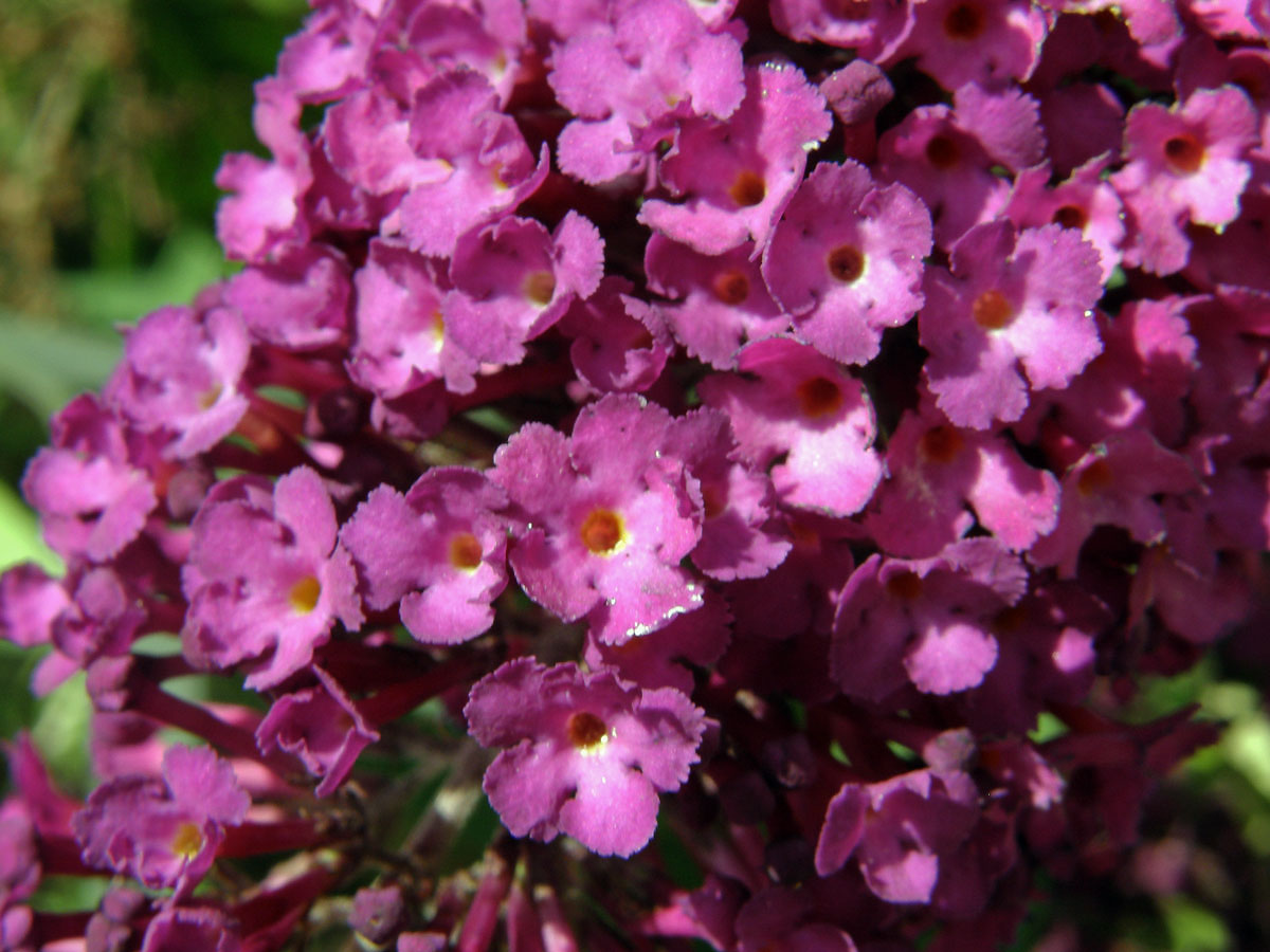 Komule Davidova (Buddleja davidii Franchet)