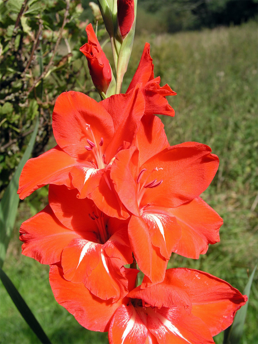 Mečík křížený (Gladiolus hybridus hort.)